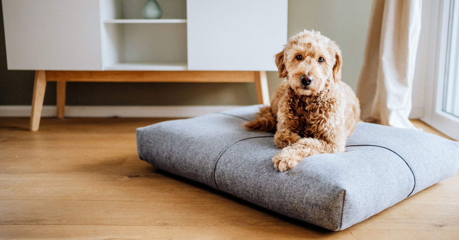 Hunde-Bett für den Kofferraum und Zuhause - autodecke