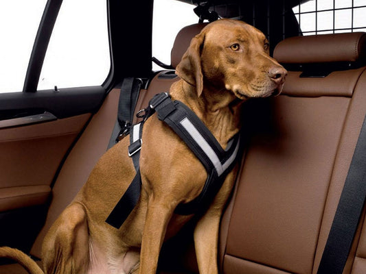 Pfoten24 - Hundezubehör fürs Auto, Autohundebetten, Autohundegitter